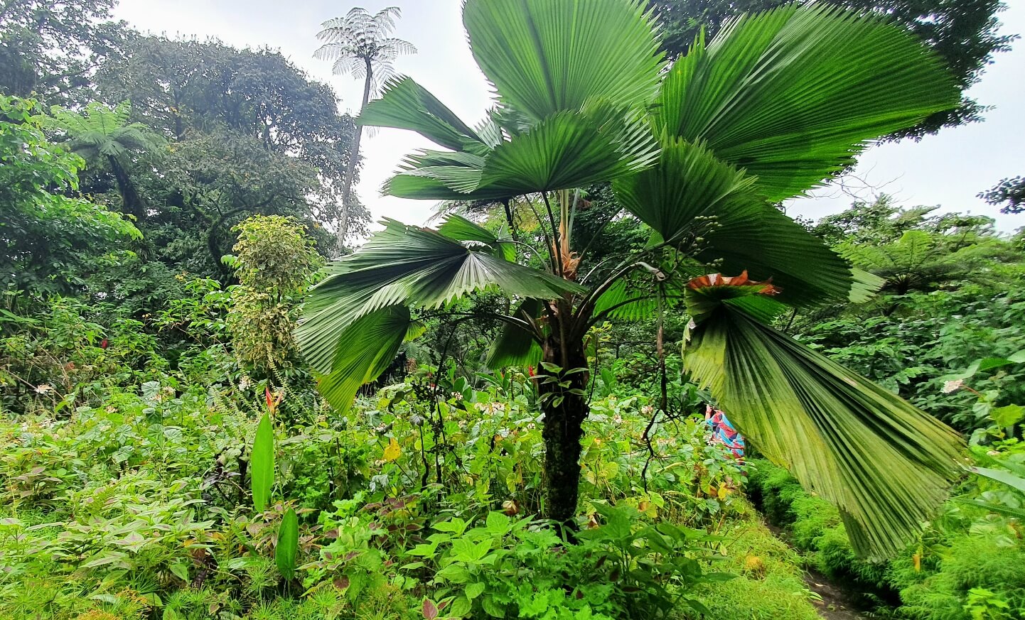 Montreal Gardens / St. Vincent