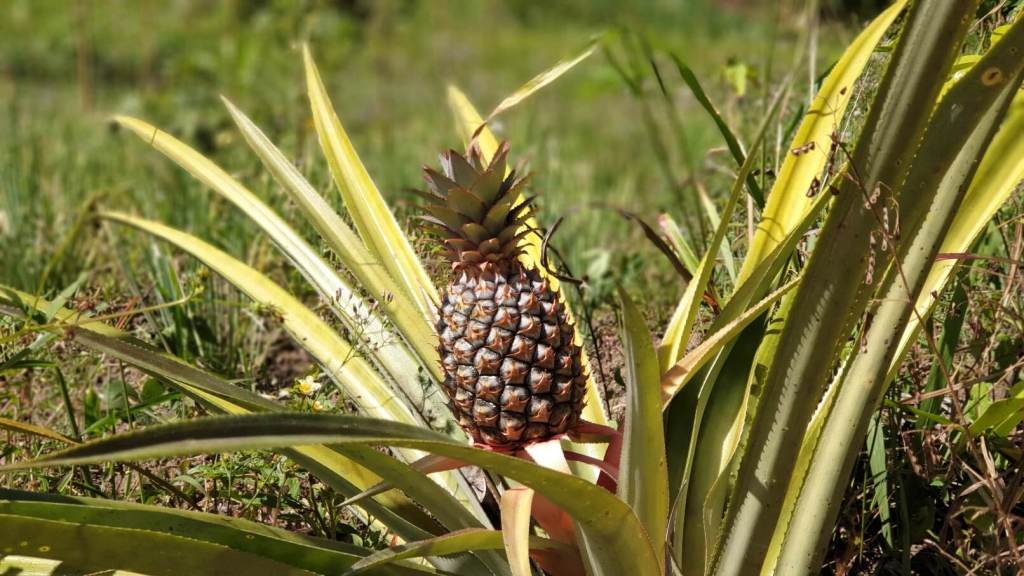 Ananas St. Lucia