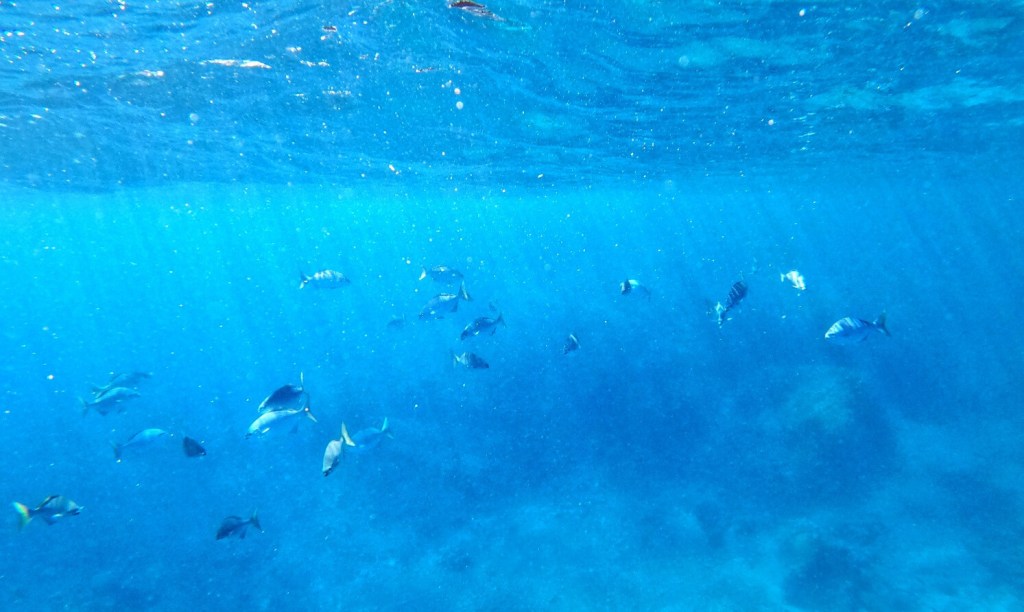 Unterwasserwelt Mauritius