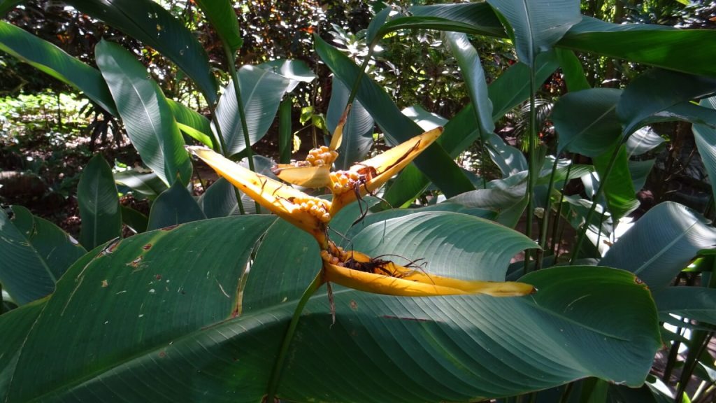 Pflanzen auf St. Lucia