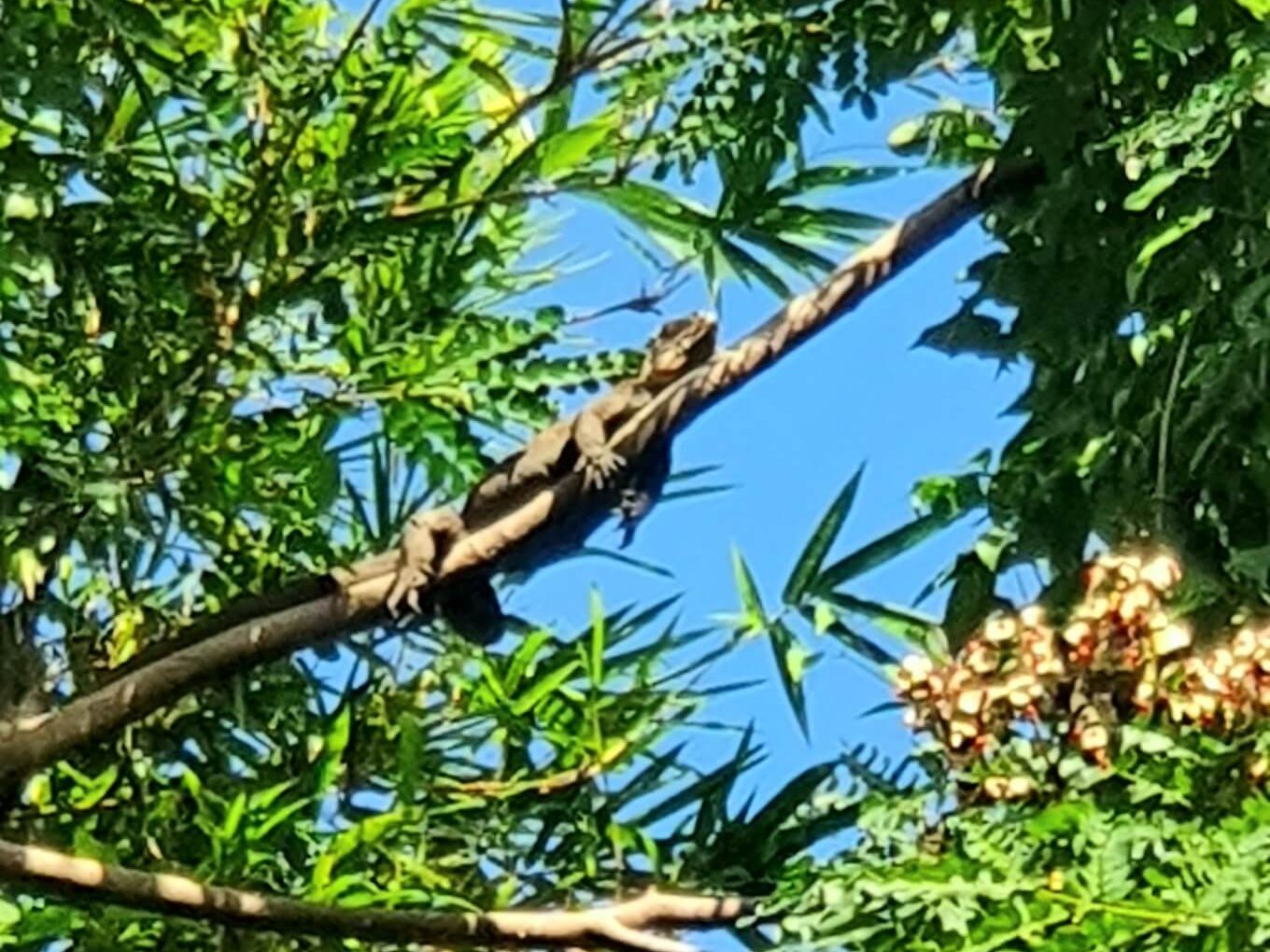 Leguan am Indien River