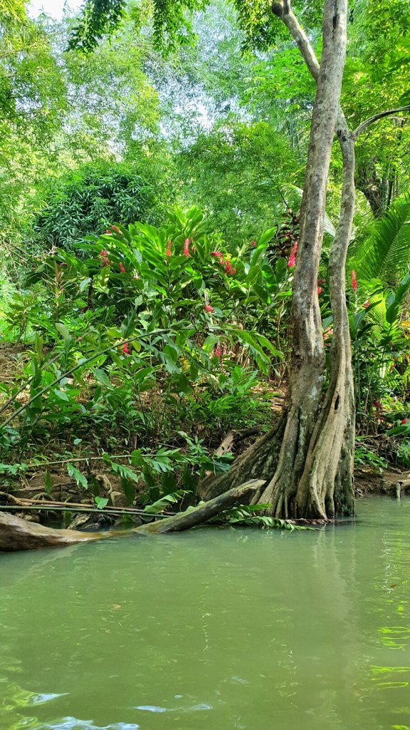 Natur am Indien River