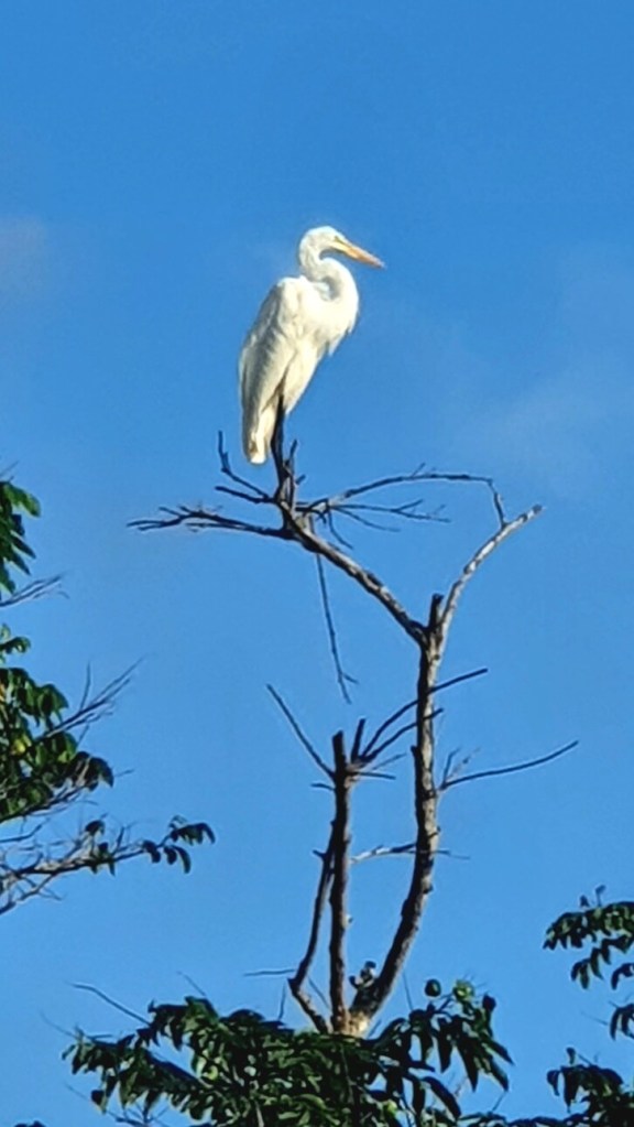 Tierwelt am Indien River
