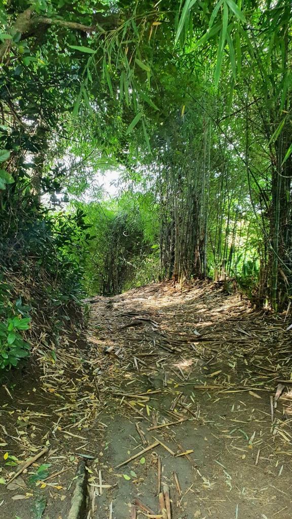 Weg durch den Wald