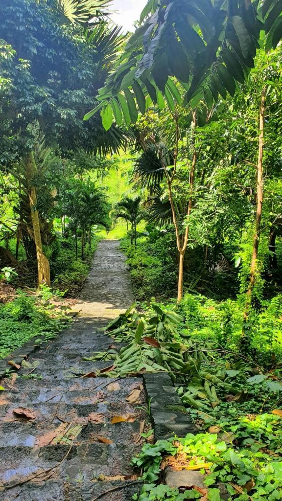 Botanischer Garten von Dominica