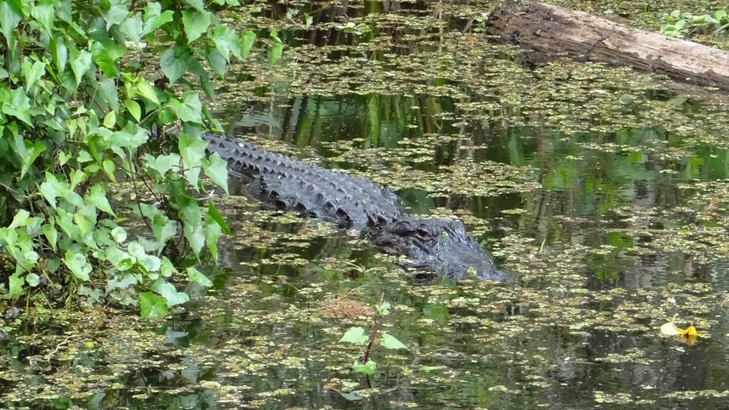 Was schimmt da im Wasser?