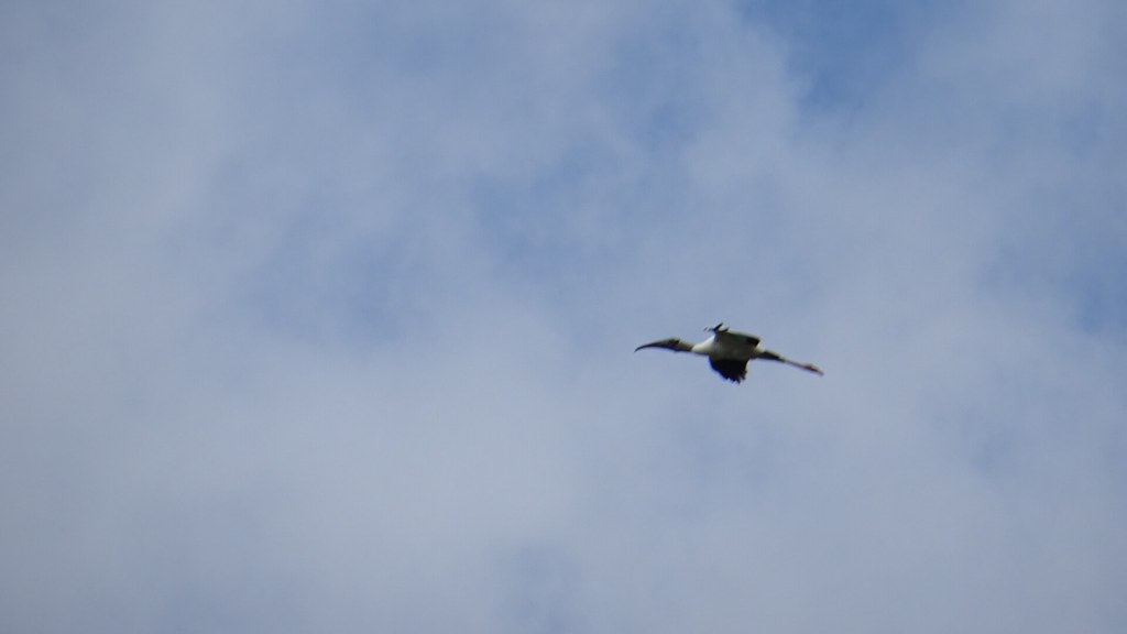 Storch in der Luft