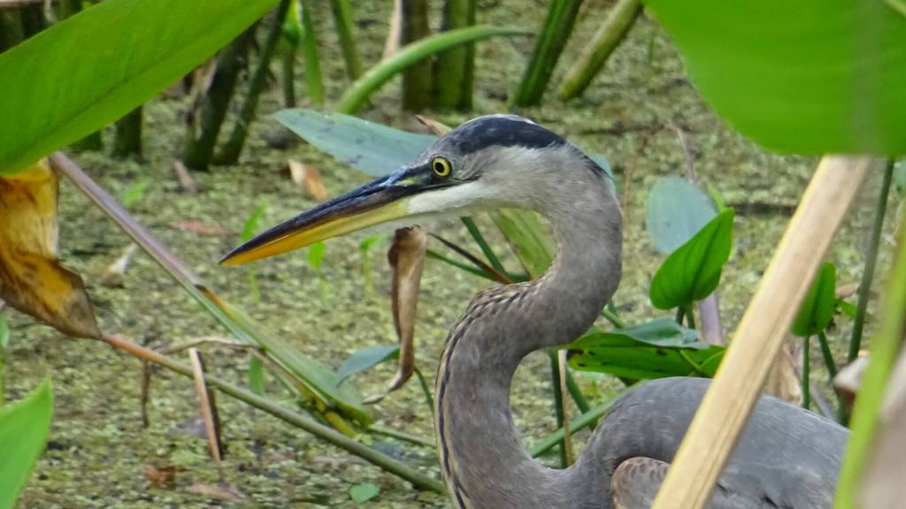 Vogel im CREW Bird Rookery Swamp