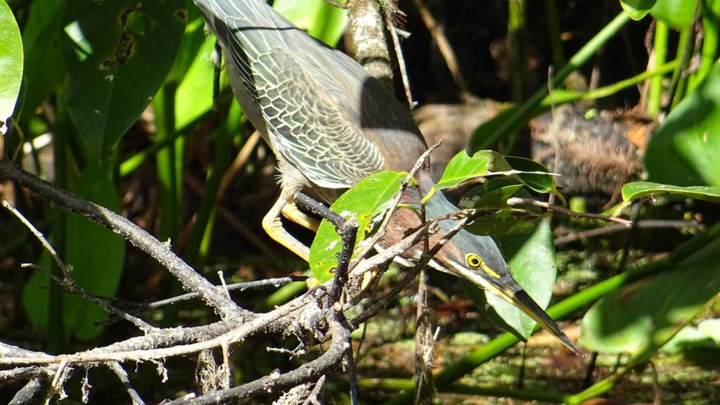 Vogel im CREW Bird Rookery Swamp
