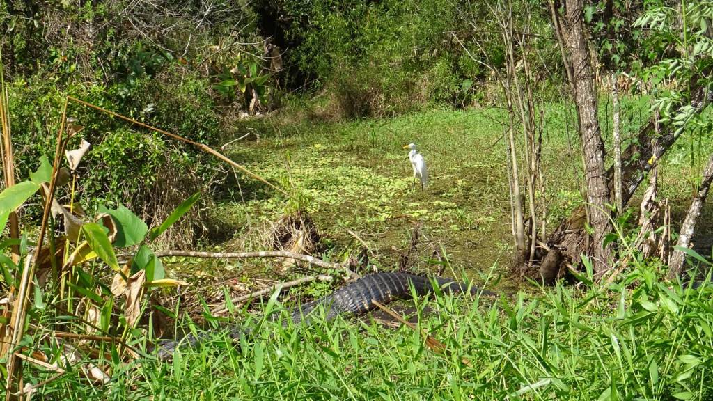 Alligator und Vogel gemeinsam im CREW Bird Rookery Swamp