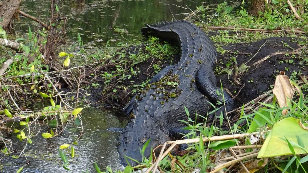 Alligator taucht ab