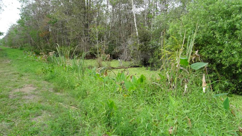 Alligatoren am Wegrand im CREW Bird Rookery Swamp