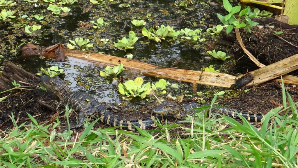 Kleine Aligator im CREW Bird Rookery Swamp