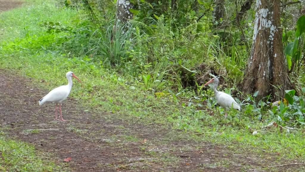 Vögel auf dem Wanderweg