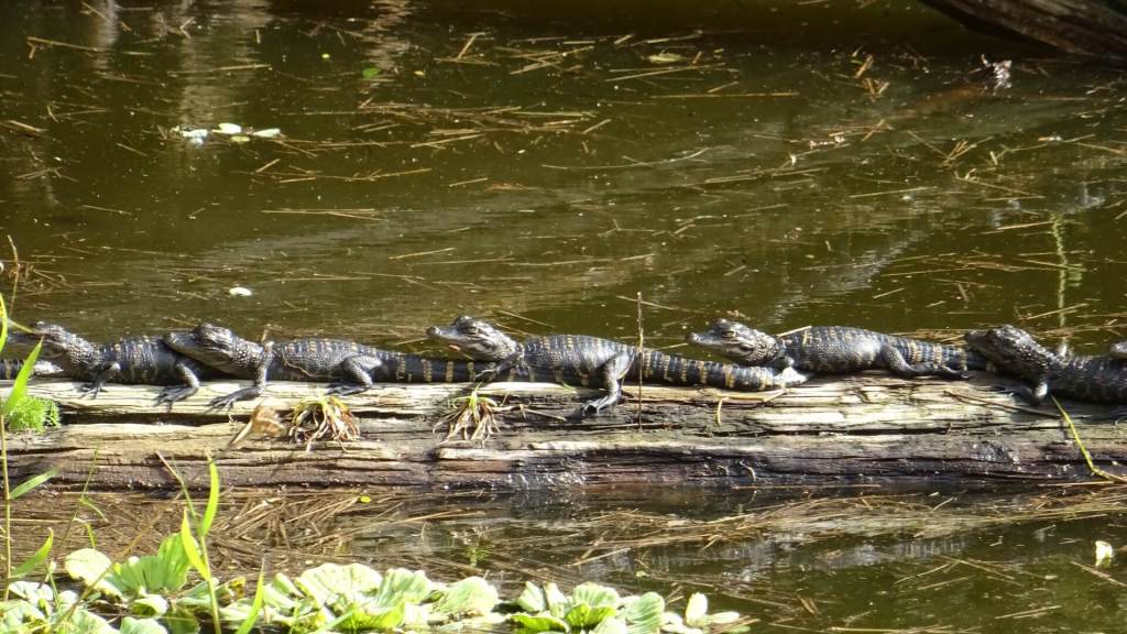 Baby Alligator in der Sonne