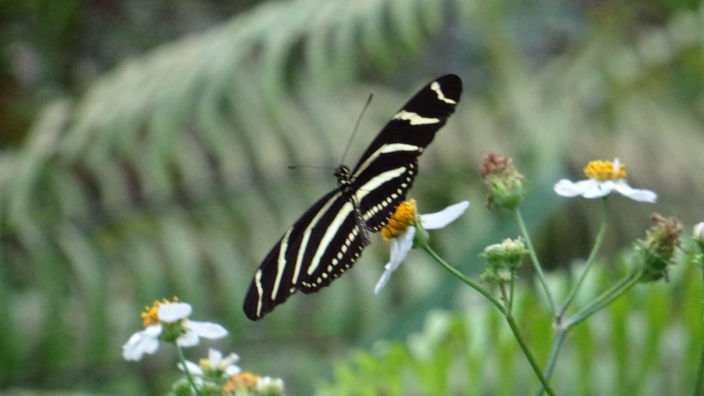 Schmetterling im CREW Bird Rookery Swamp