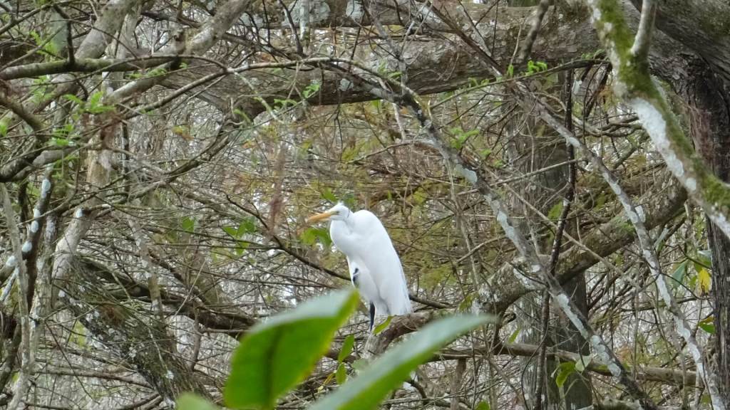 Vogel im CREW Bird Rookery Swamp