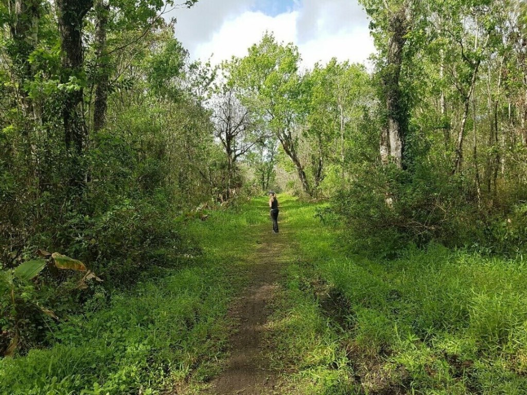 Die Wege durch das Crew Rookery Swamp