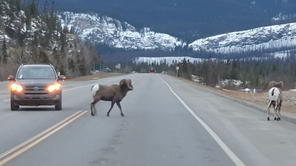 Tiere mitten auf der Straße in Alberta Kanada