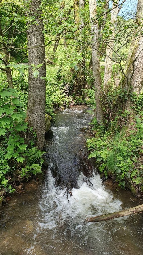Kleiner Bach mitten im Taunus