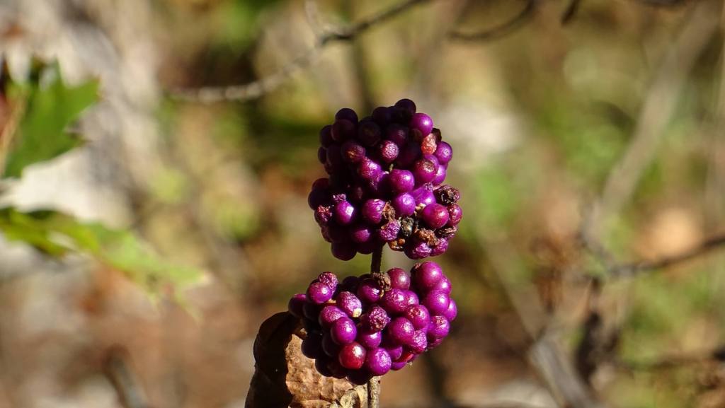 Beeren auf dem Wanderweg