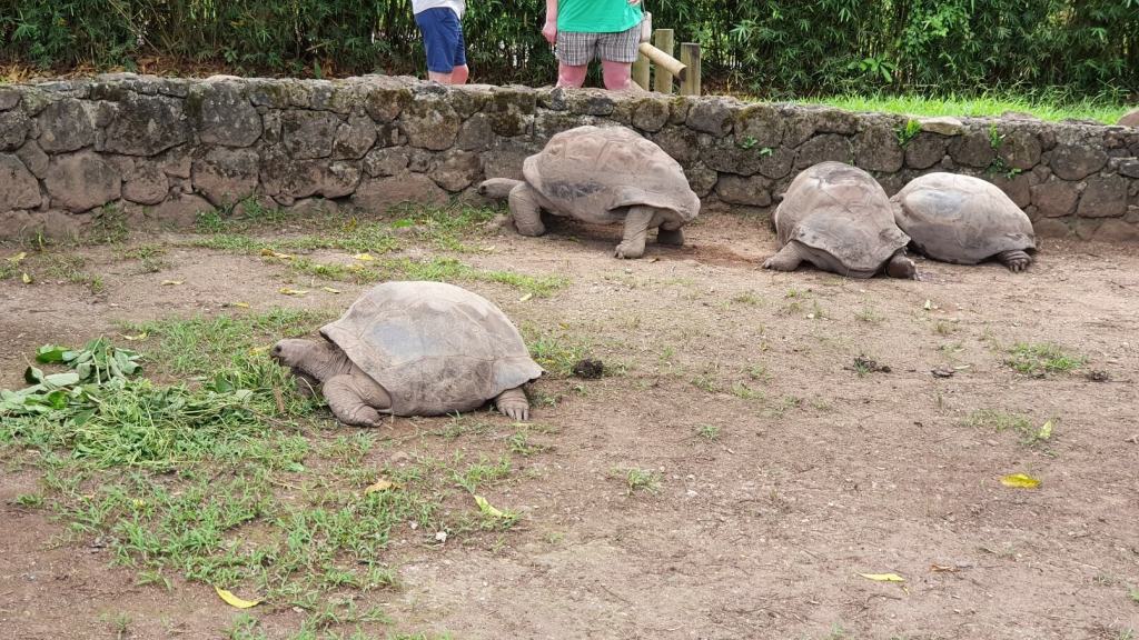 Riesenschildkröten
