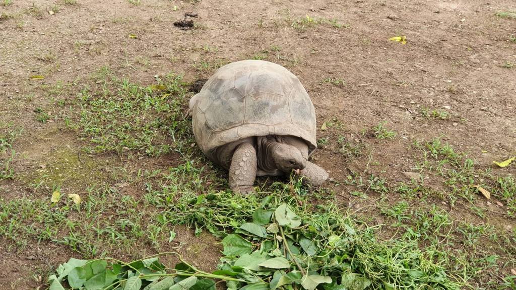 Riesenschildkröten