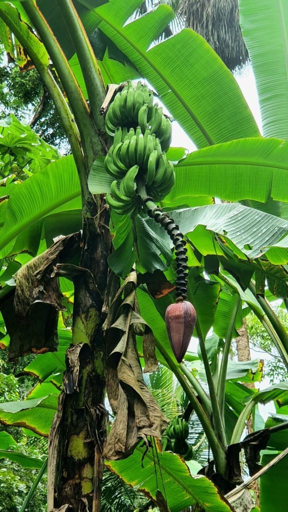 Bananenpflanze auf St. Lucia