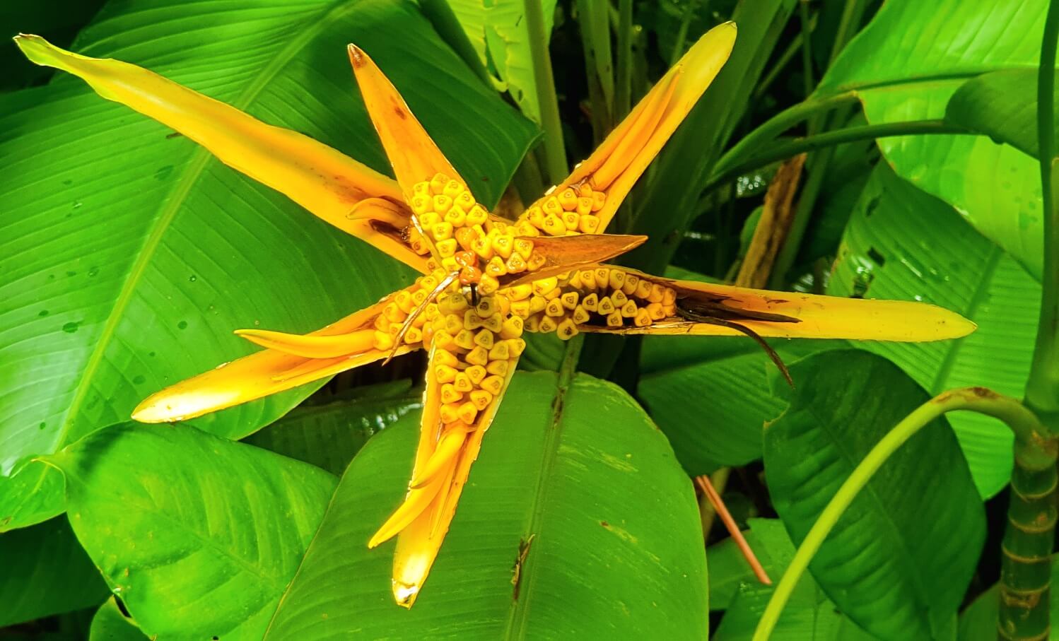 Diamond Botanical Gardens / St. Lucia