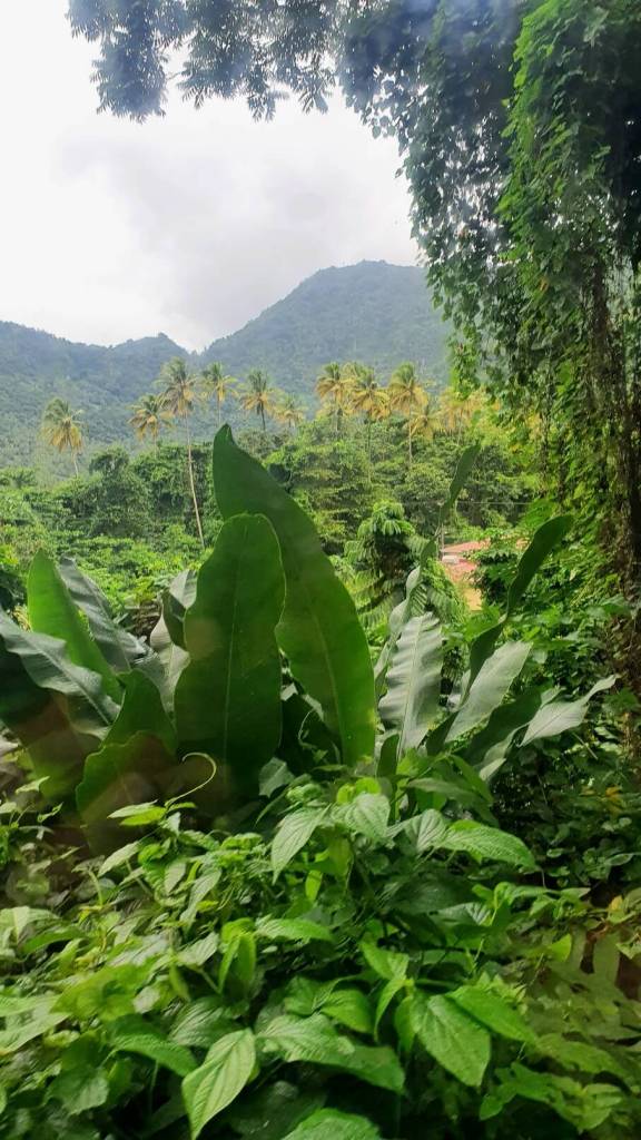 Urwald um den botanischen Garten von St. Lucia