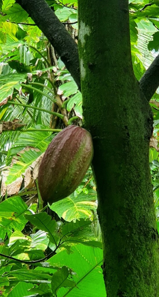Kakaopflanze im Diamond Botanical Gardens