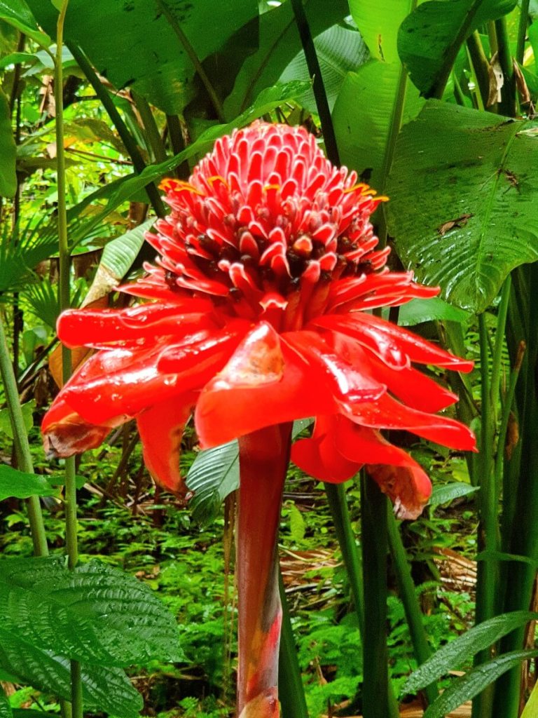 Tolle Blume im Diamond Botanical Gardens