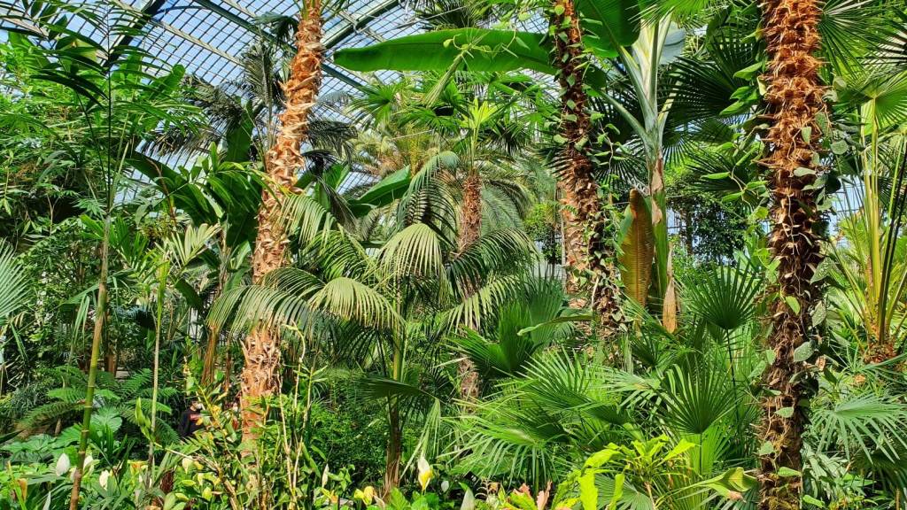 Palmenhaus in Frankfurt