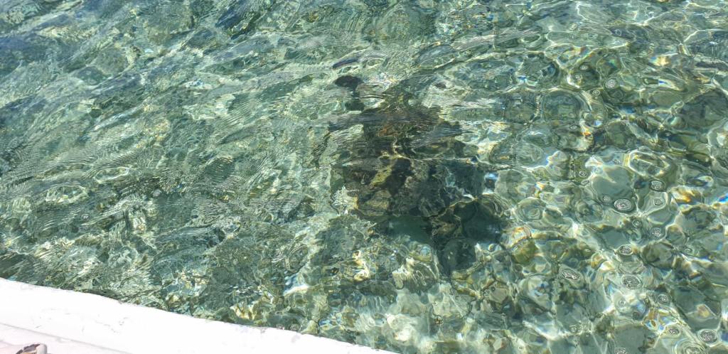 Schildkröten im Meer auf Mauritius Dreamcatcher