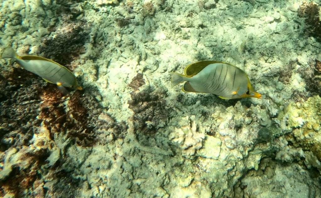 Unterwasserwelt bei der Ile Plate auf Mauritius
