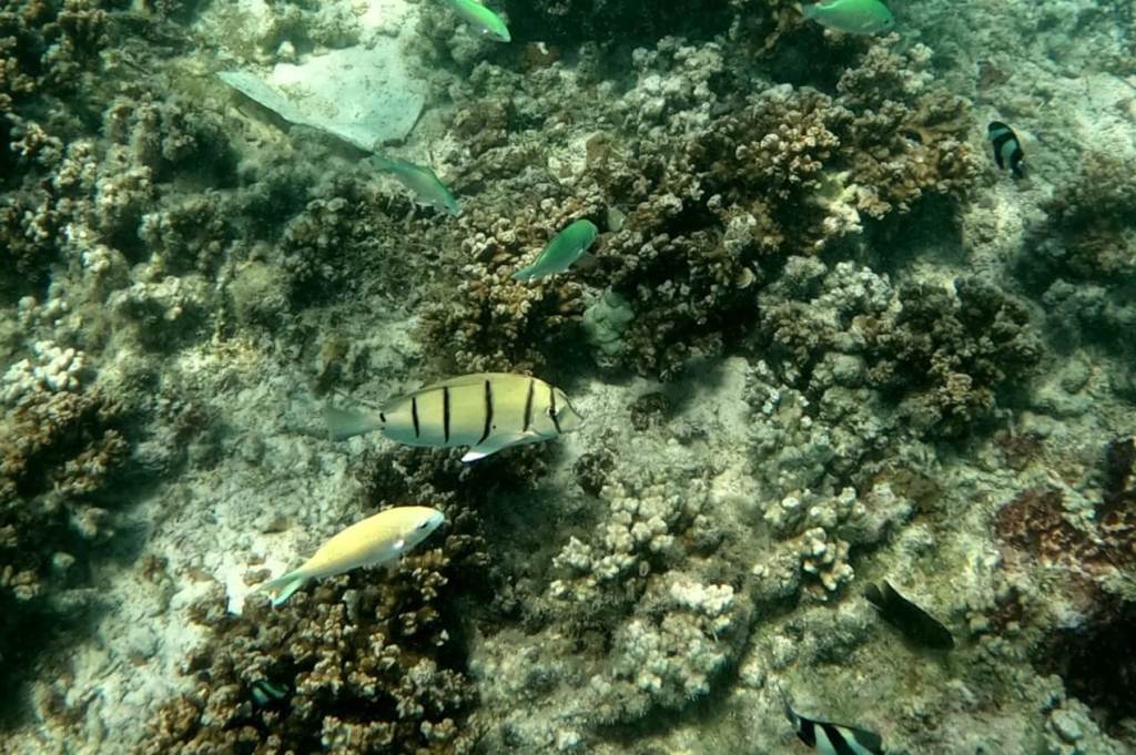 Unterwasserwelt bei der Ile Plate auf Mauritius