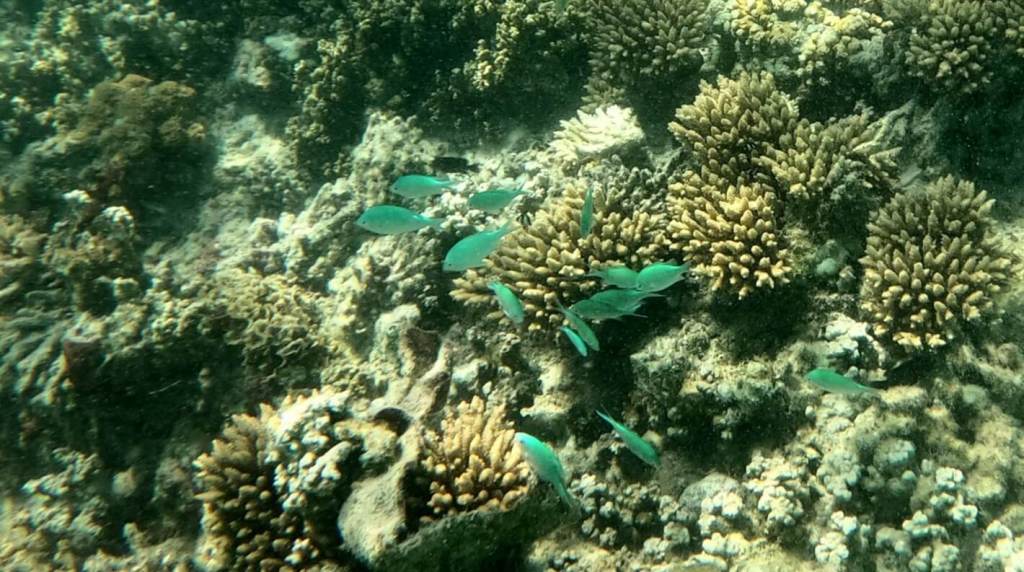 Unterwasserwelt bei der Ile Plate auf Mauritius
