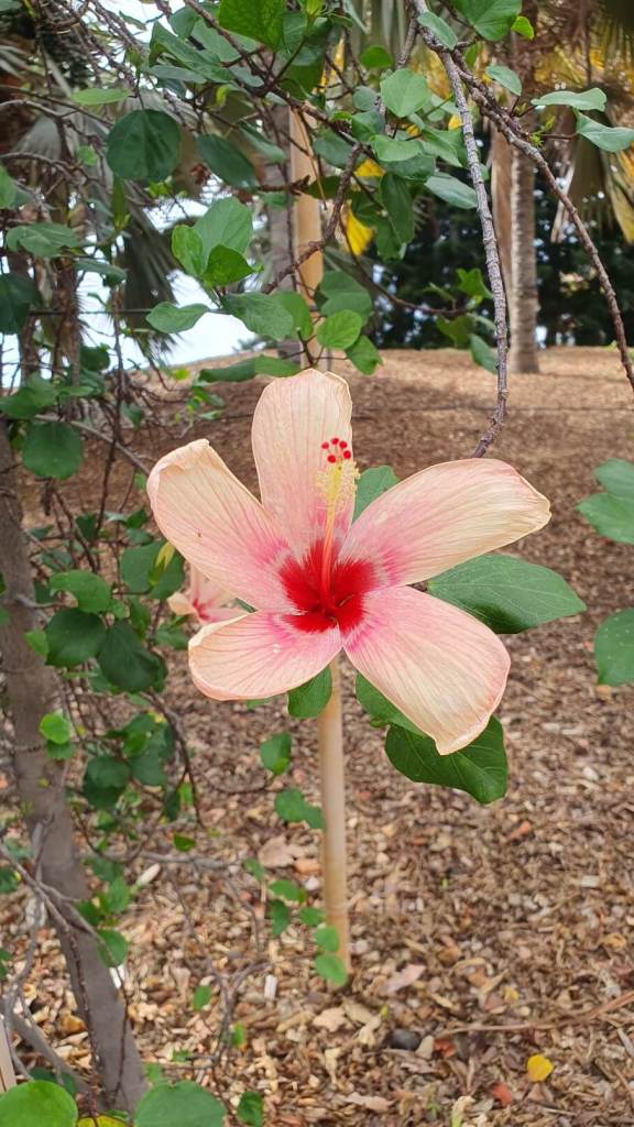 Blumen im Palmengarten von Teneriffa
