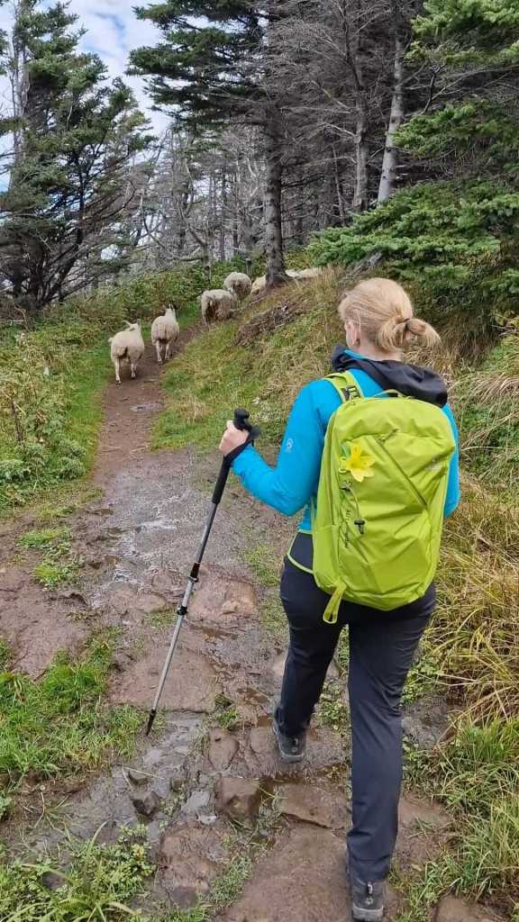 MIt den Schaafen auf dem Wanderweg auf Neufundland