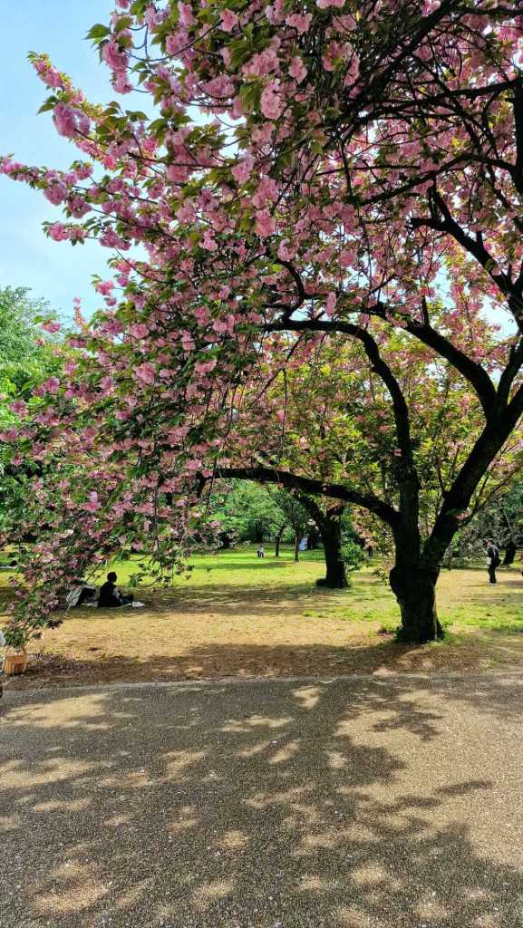 Kirschblüte in Japan / Cherry Blossom