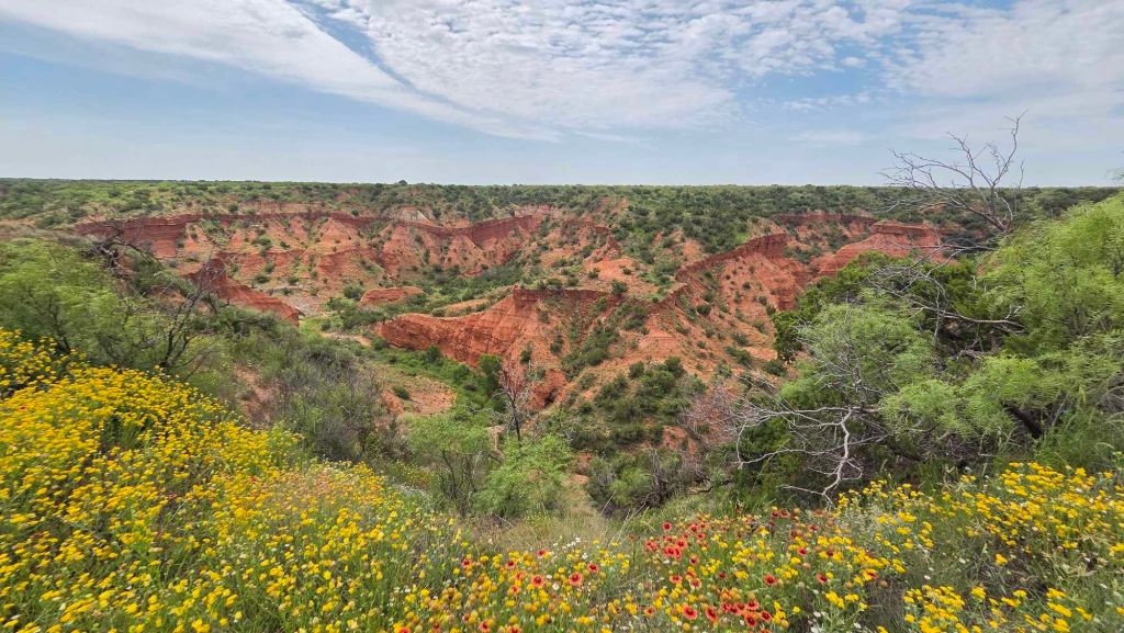 Caprock Canyons State Park mit roten Felsen und Bisonherde