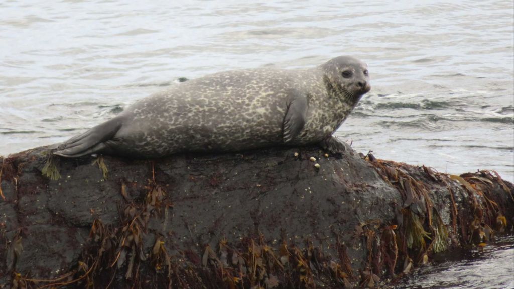 Robbenbeobachtung auf dem Tinkers Point Path