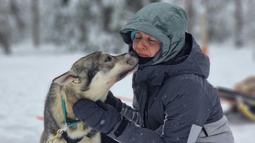 Schlittenhunde in Finnland bei einer Huskytour im Winter