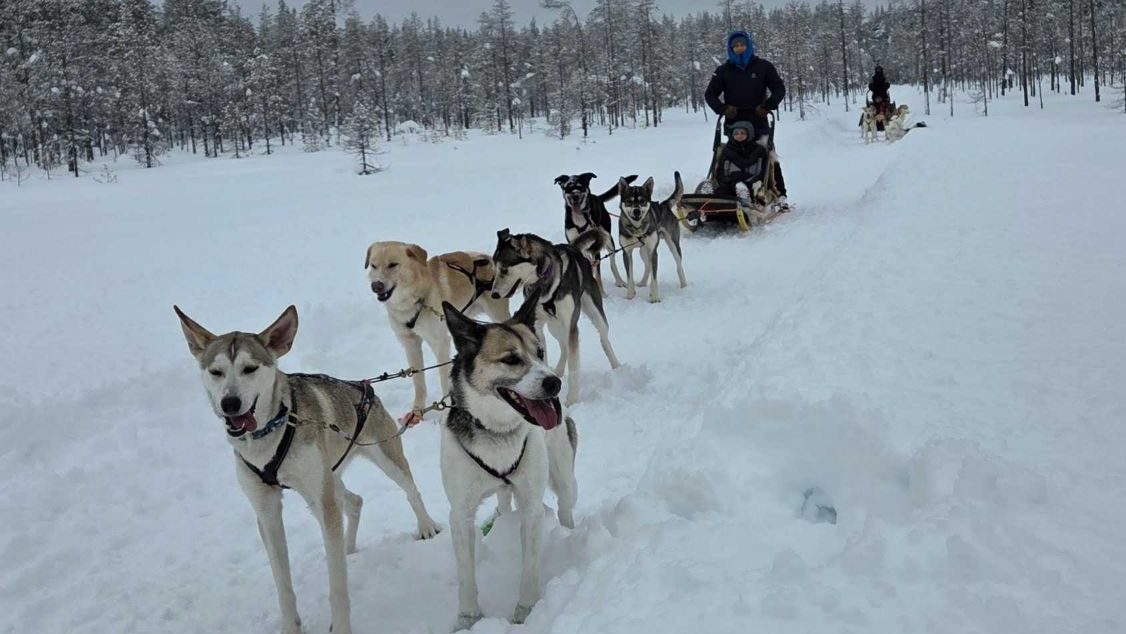 Huskys ziehen Schlitten durch den Schnee