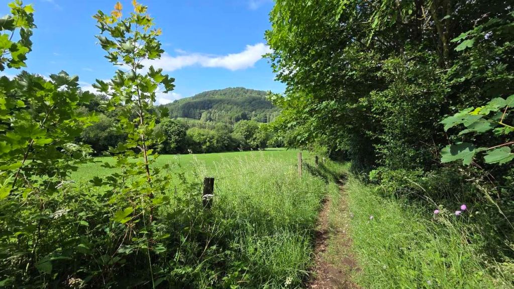 Schmaler Wanderweg durch den Wald auf der Extratour Milseburg