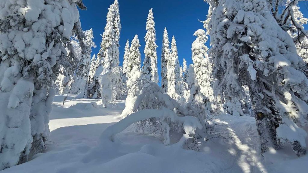 Mit Schnee bedeckte Bäume im Syöte Nationalpark